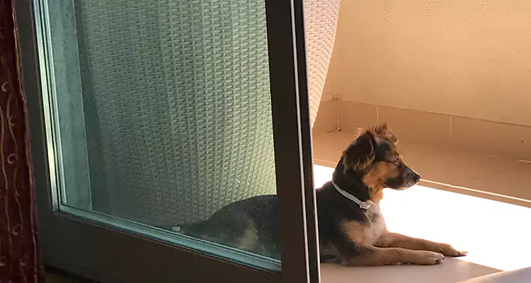French Door Pet Screen Repair in Lake Butler, FL